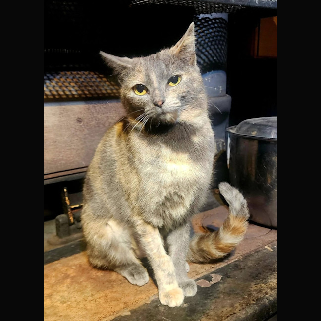 Photo of Minx