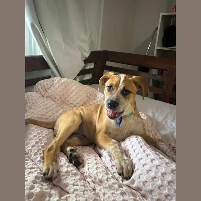 Photo of Kirby   3 Month Old Cattle Dog X (On Trial)