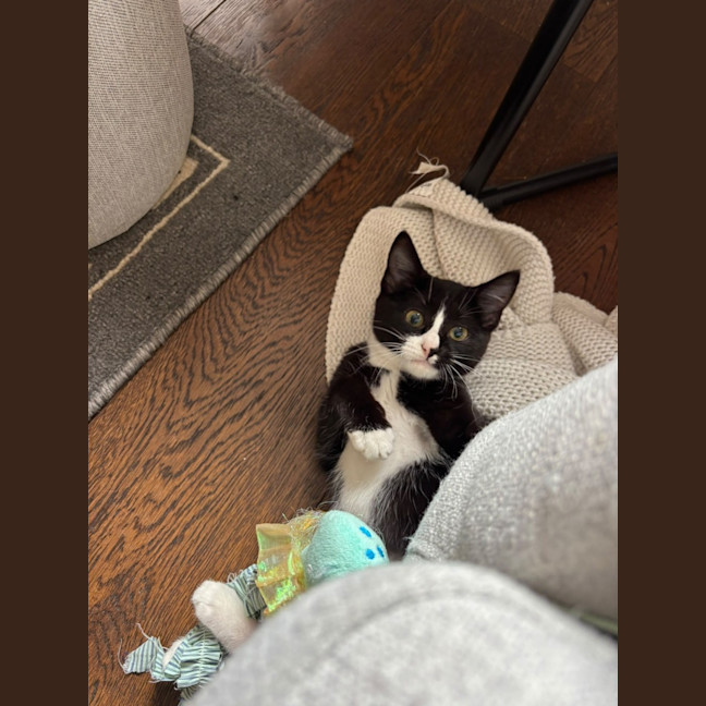 Photo of Domino