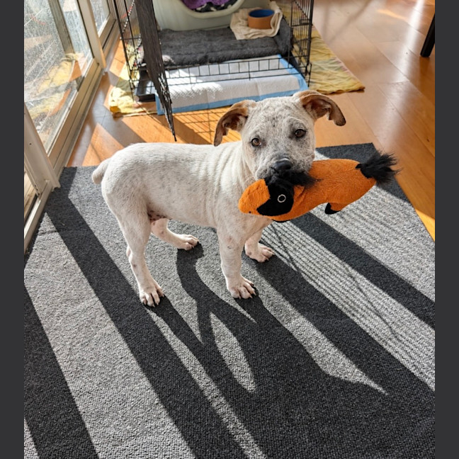 Photo of Matilda   13 Week Old Cattle Dog