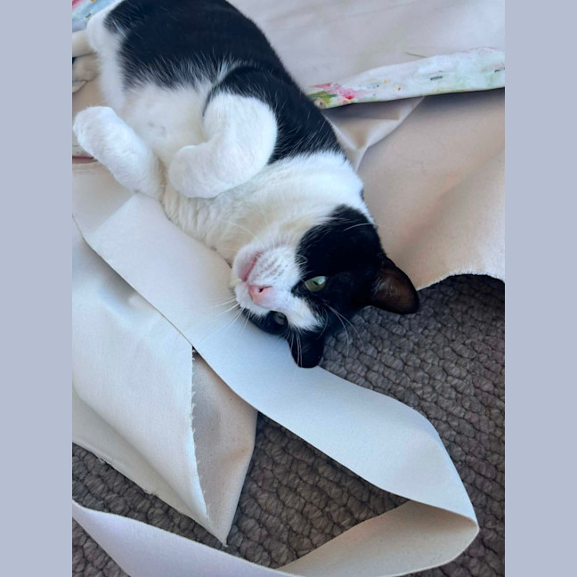 Photo of Sylvester   In Foster Care In Collingwood