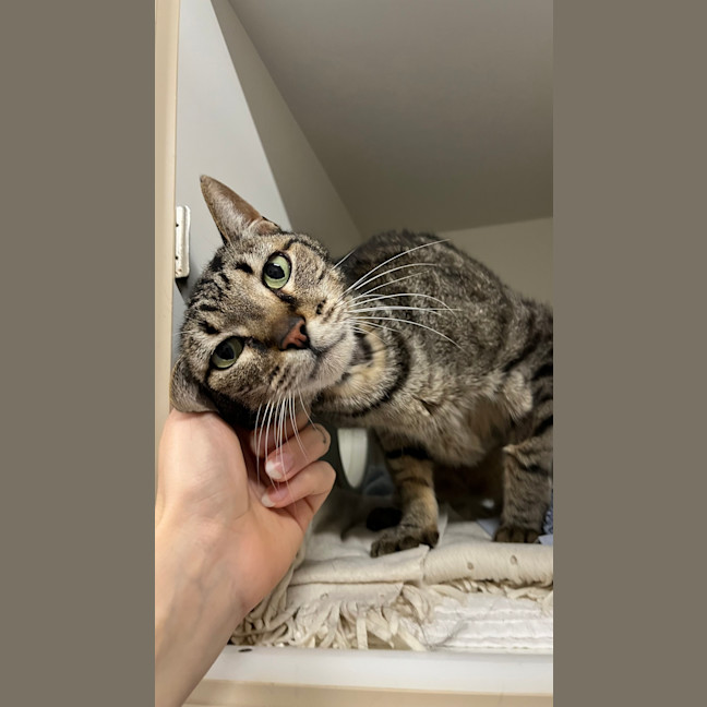Photo of Toby