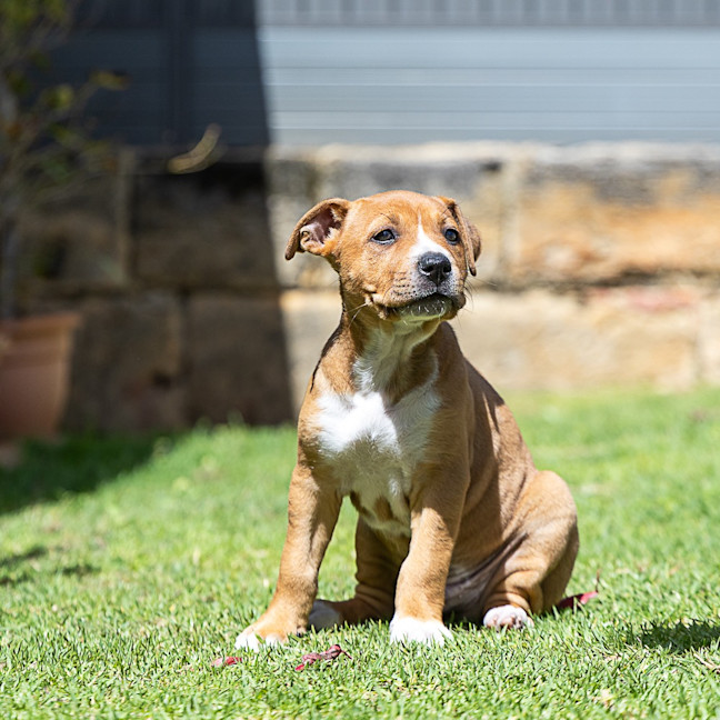 Photo of Biscuit