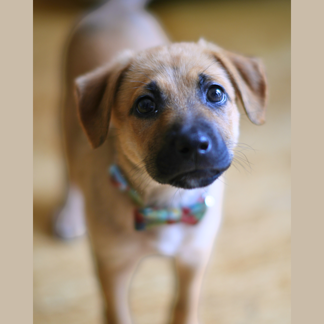 Photo of Sundae