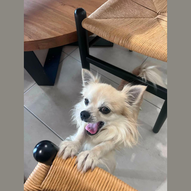 Photo of Ace