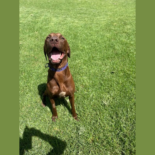Photo of Barley