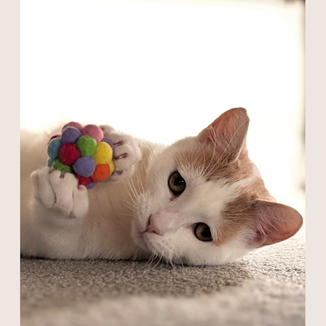Photo of Sushi