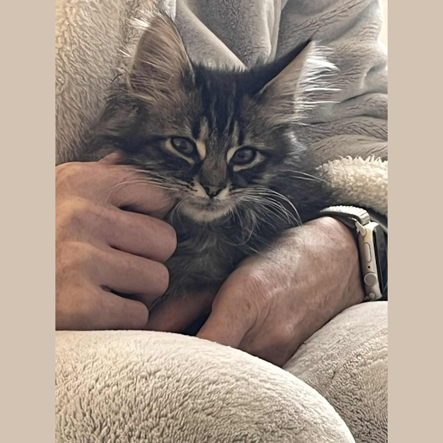 Photo of Spade   In Foster Care In Greensborough