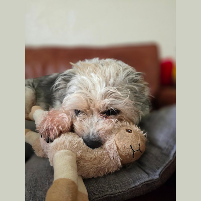 Photo of Teddy