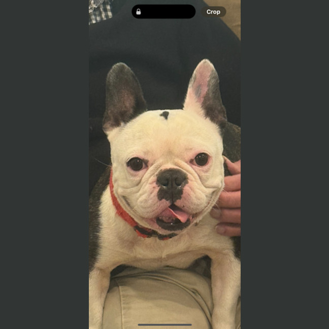 Photo of Kylo   5 Year Old French Bulldog 