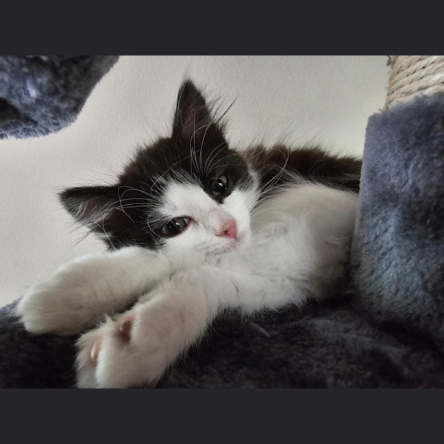 Photo of Pepples Meet Me@Petstock Hastings Store