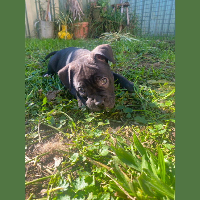 Photo of Edith   8 Week Old Staffy X