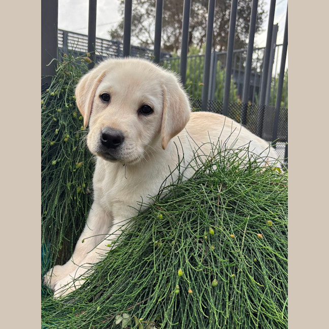 Photo of Alfie   10 Week Old Labrador