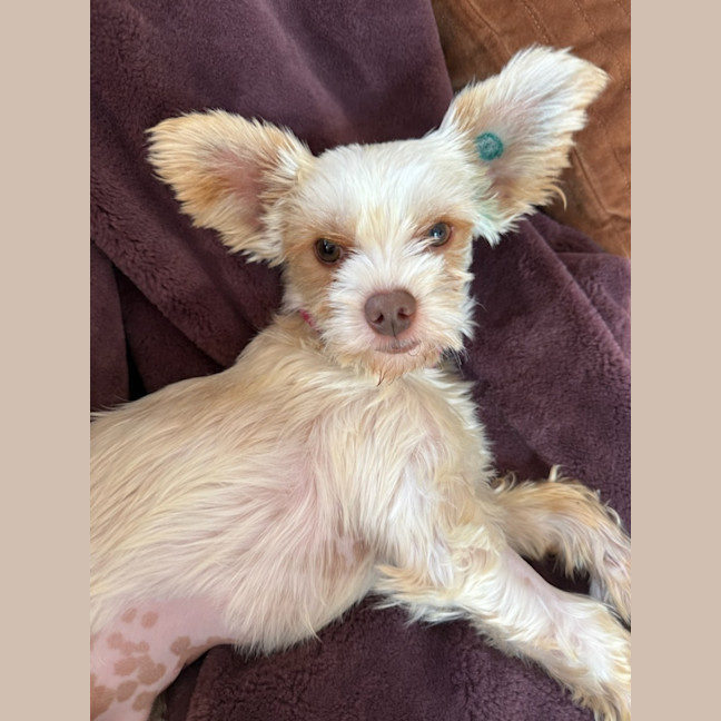 Photo of Cosmo