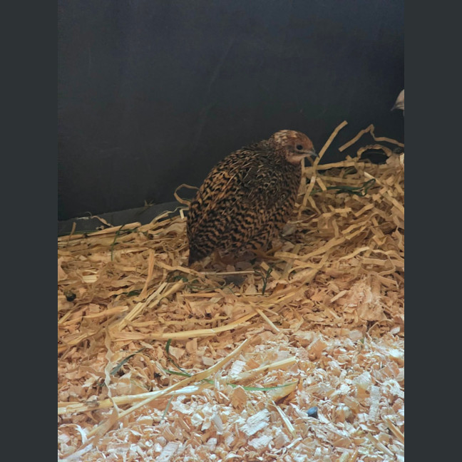 Photo of Blossom, Clover, Meadow & Fern