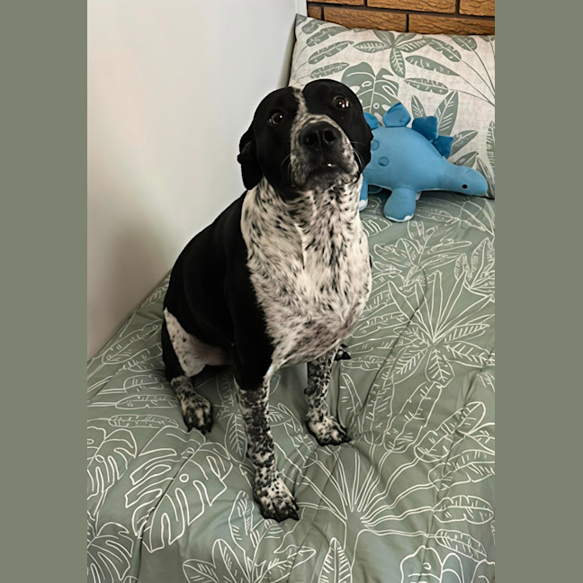 Photo of Arlo   5 Year Old Staffy X