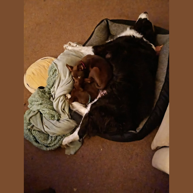 Photo of Willow