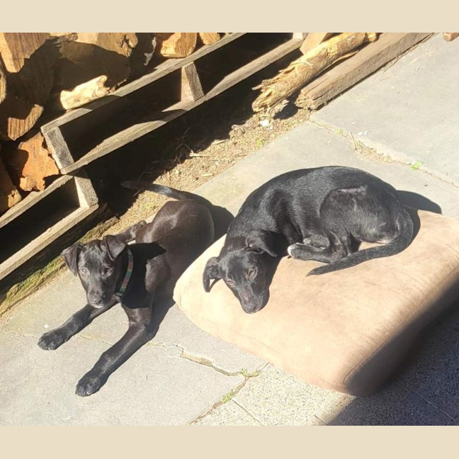 Photo of Pumpkin   12 Week Old Wolfhound X