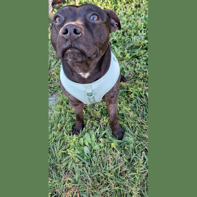 Photo of Zeke *$350 Adoption Fee*