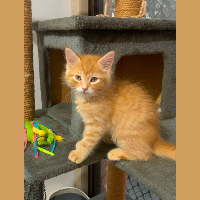 Photo of Sawyer 🐈🐈💙💙