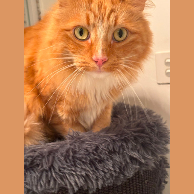 Photo of Rufus Meet Me@Chelsea Petstock Store 