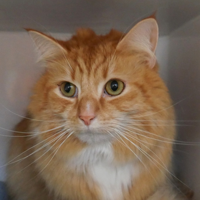 Photo of Simba Sua013924