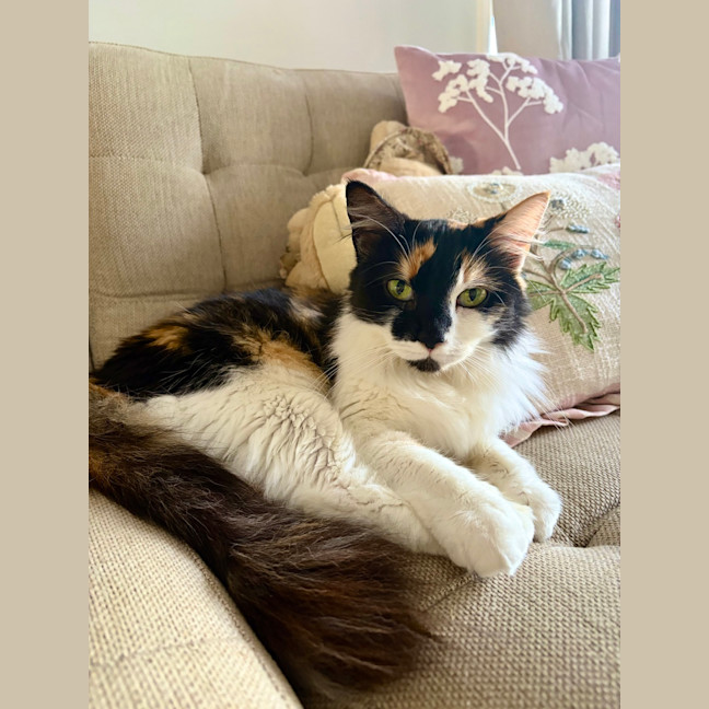 Photo of Opal