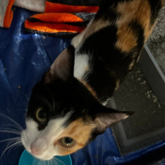 Photo of Cookie
