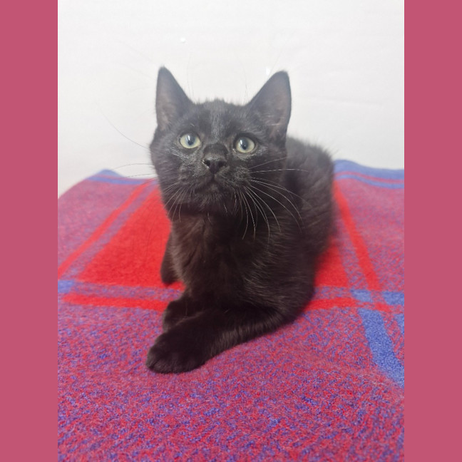 Photo of Doey   Petstock Invermay