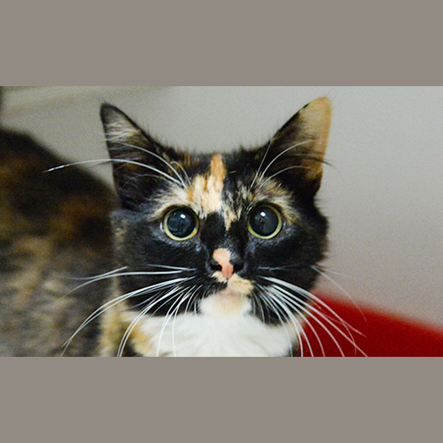 Photo of Bonnie