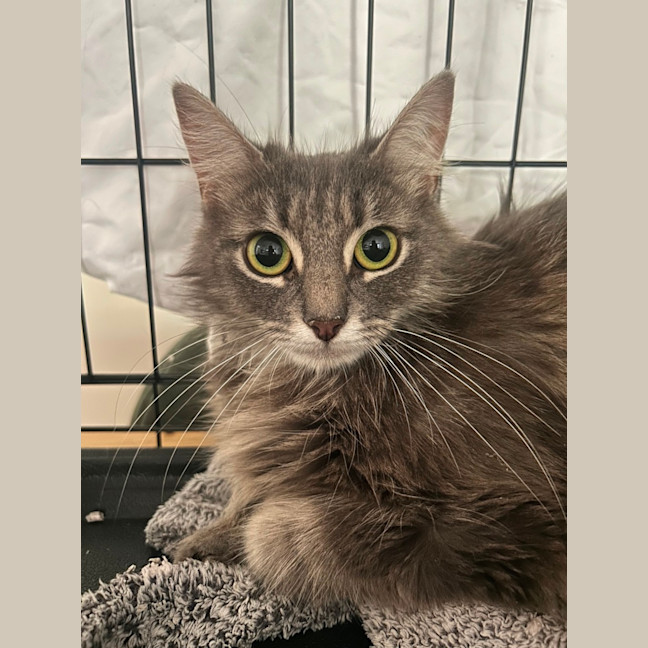 Photo of ✨ Hazel & Harmony ✨