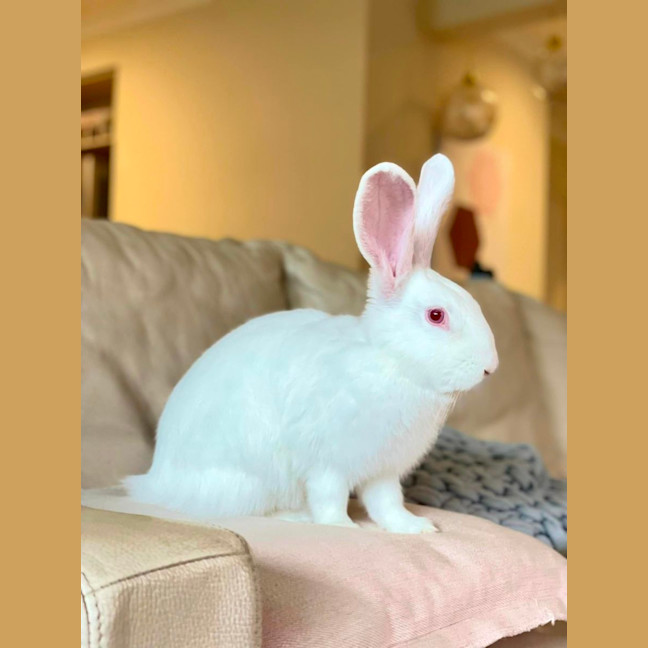 Photo of Minnie Driver