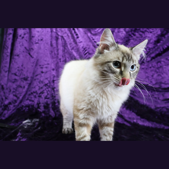Photo of Cisco