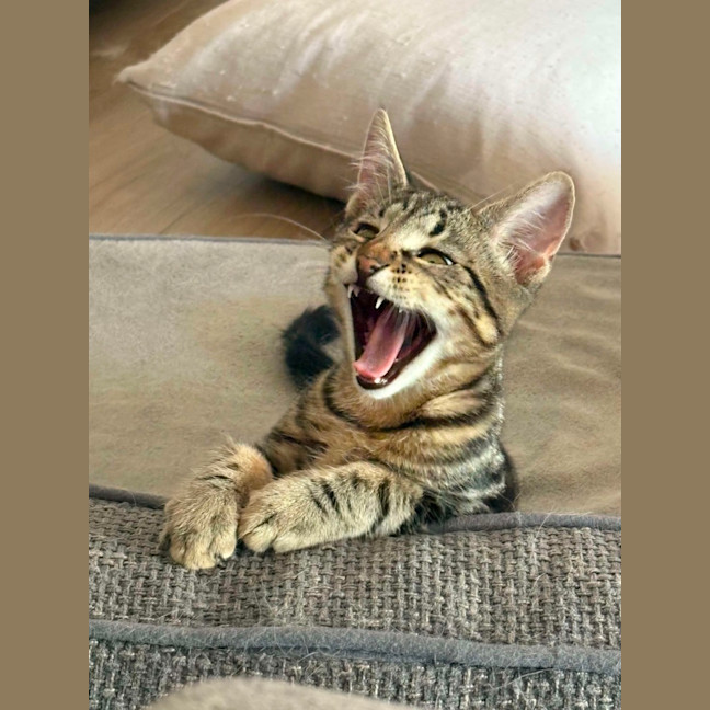 Photo of Peter & Griffin 