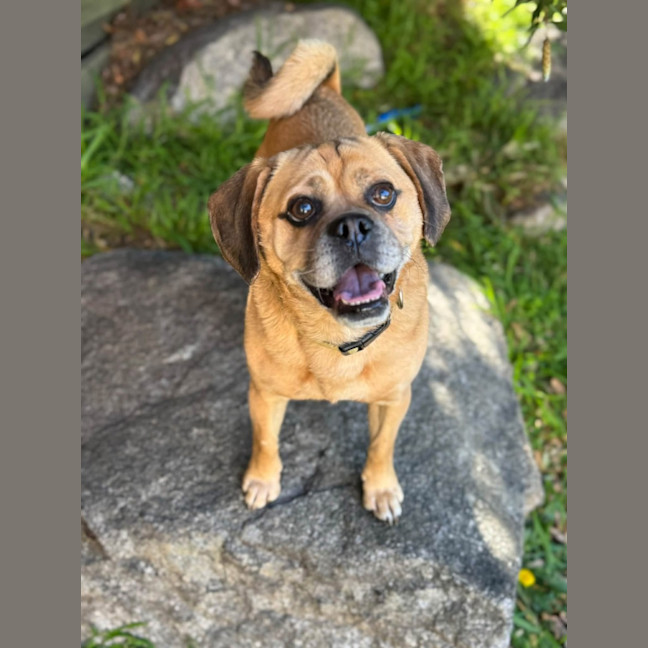 Photo of Pebbles 