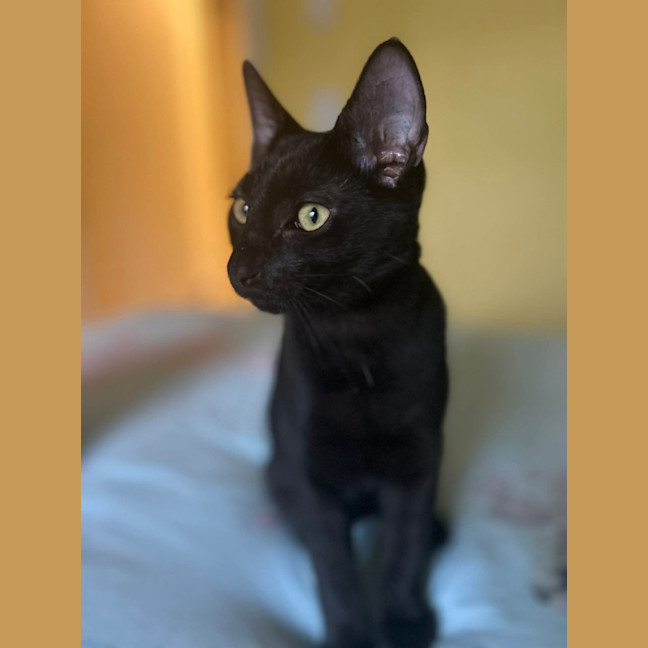 Photo of Gomez