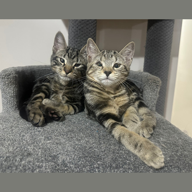 Photo of Pixel & Parker