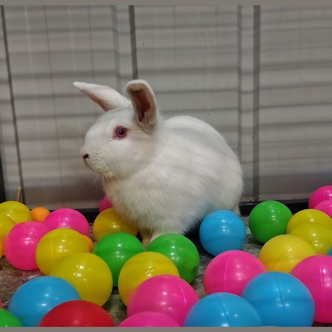 Photo of Coral (Bonded To Lavender)