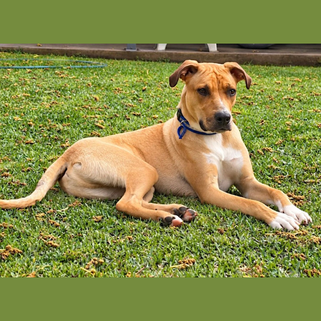 Photo of Timmy   1 Year Old Mastiff X