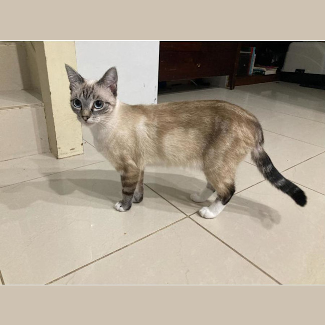 Photo of Pearl