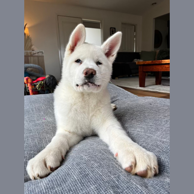 Photo of Pierogi