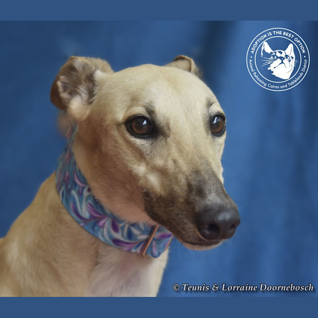 Photo of Luna    Racing Name Luna Starline