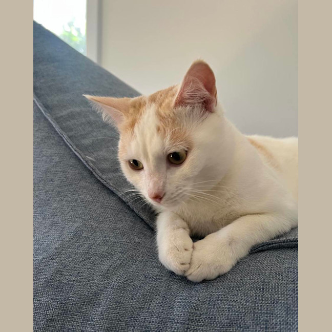 Photo of Snowy