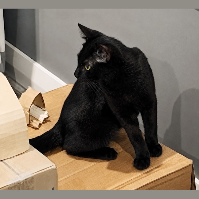 Photo of Hattie