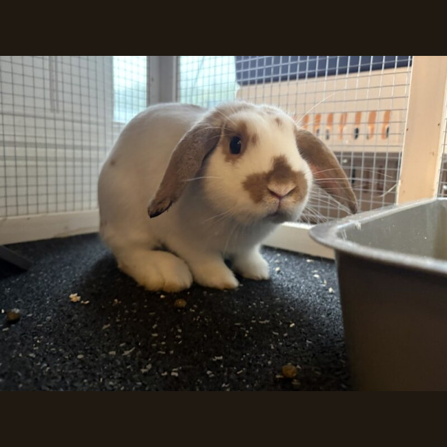 Photo of Bikky