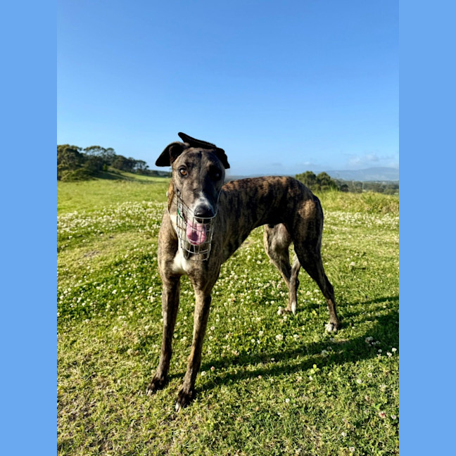 Photo of Clay, The Greyhound