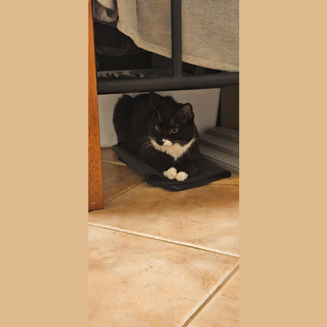 Photo of Jhito (Mochi)