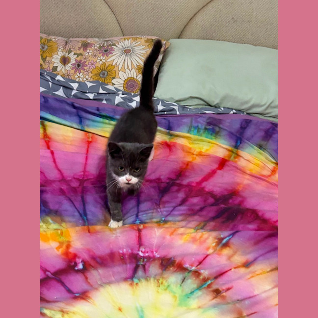 Photo of Opal 