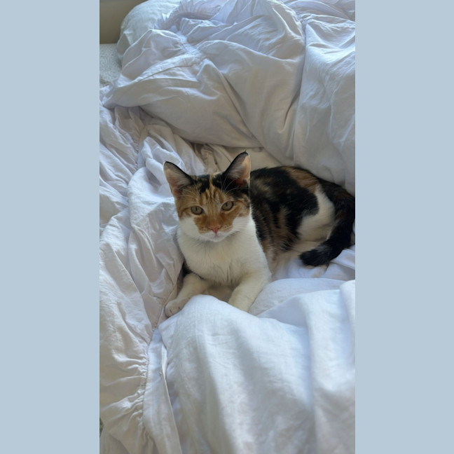 Photo of Lulu