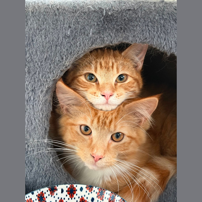 Photo of Flora And Sunny